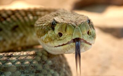 Día Mundial de la Serpiente: ¿por qué se celebra el 16 de julio?