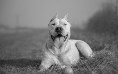 No más perros American Bully XL en Reino Unido: los prohibirán tras otro ataque mortal