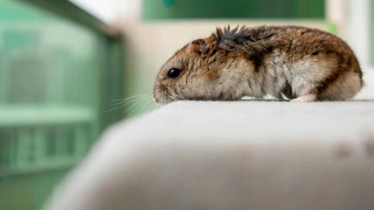 hamster_241-2111818_20241015133452