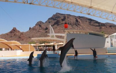 Gobierno de Sonora invita a disfrutar el Delfinario durante Semana Santa
