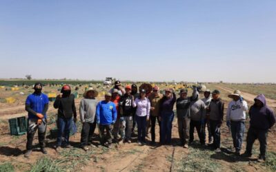 Gobierno de Sonora impulsa producción hortícola de exportación en San Luis Río Colorado