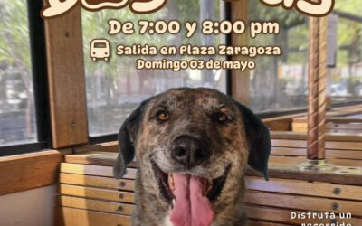 Invita Gobierno de Hermosillo a un paseo diferente en el “DogeBus”
