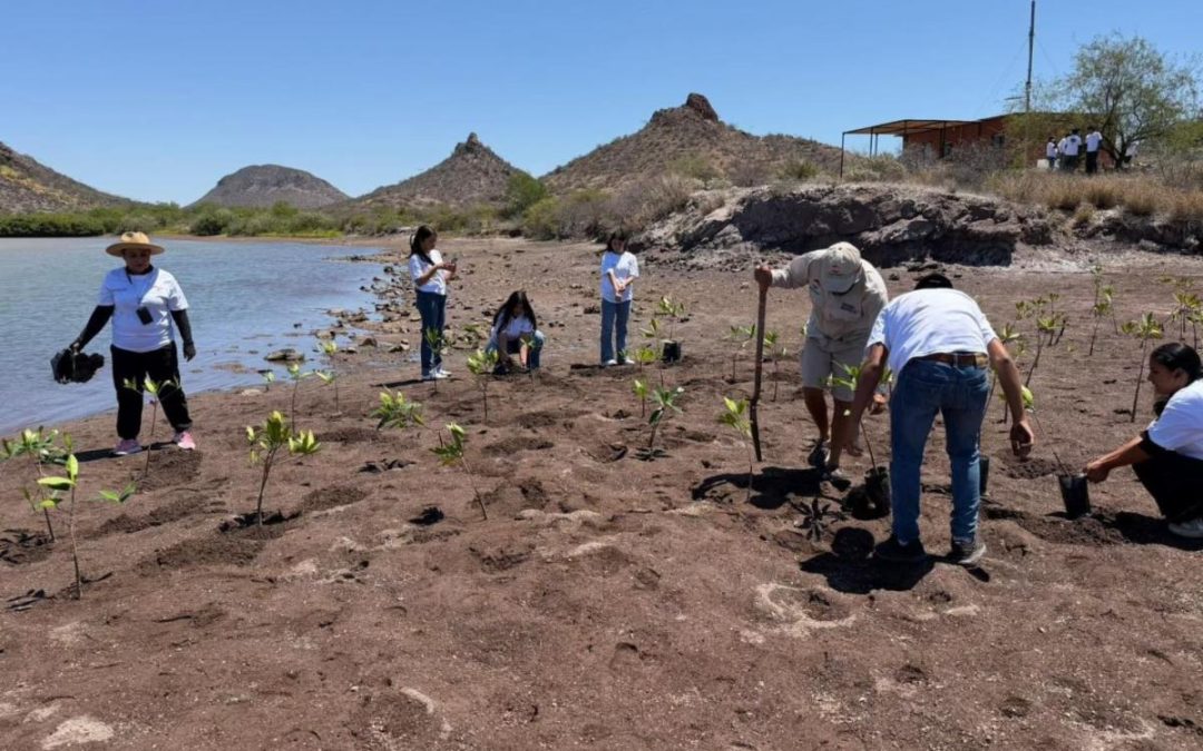 Participan estudiantes de Conalep Sonora en Campaña de Reforestación de Manglares