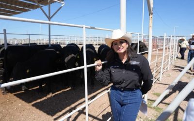 Refuerzan acciones en Sonora, México y EE.UU. contra el gusano barrenador del ganado
