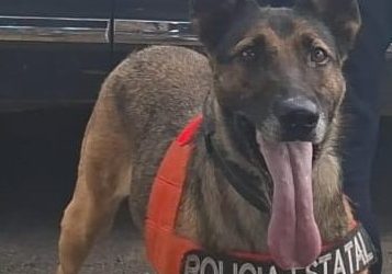Unidad canina K-9 de la Policía Estatal logra detención y aseguramiento de narcótico en Hermosillo