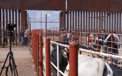 Sonora reanuda exportación de ganado a EE.UU. desde Agua Prieta