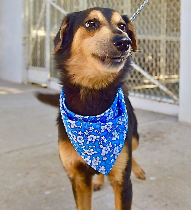 Organiza Gobierno de Hermosillo Feria de Adopciones de animales de compañía