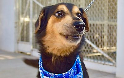 Organiza Gobierno de Hermosillo Feria de Adopciones de animales de compañía