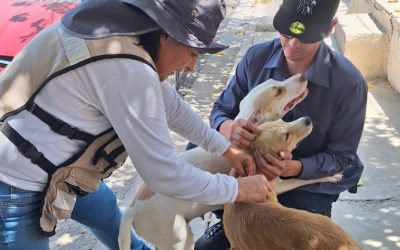 Llama Salud Sonora a cuidar mascotas para prevenir la rickettsia