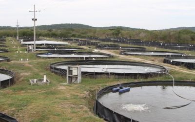 Conapesca abre inscripciones para programa de energía eléctrica en acuicultura 2027