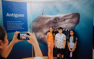 La exposición TIBURONES llega a Hermosillo, para romper los mitos alrededor de esta especie
