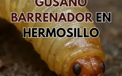 Primer caso de gusano barrenador en Hermosillo