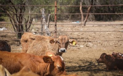 Gobierno de Sonora reanudará exportación de ganado por Agua Prieta el 20 de octubre tras resultados de laboratorio de Senasica