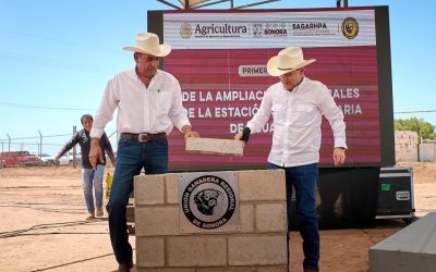 Duplica Gobernador Durazo exportación de ganado e impulsa obras para alcanzar 3 mil cabezas diarias